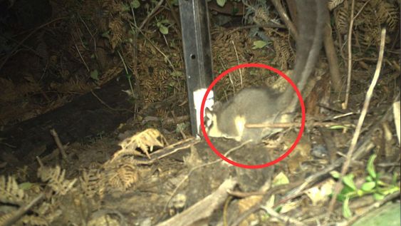 se creia que esta zarigüeya estaba extinta: ahora, los ecologistas han hecho un descubrimiento sorprendente