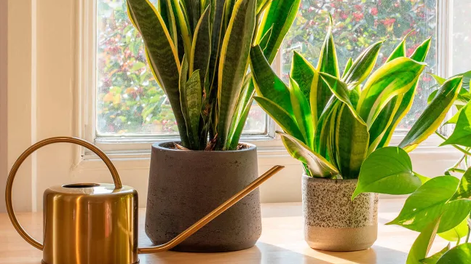 Las plantas de interior más comunes que pueden ser tóxicas o perjudiciales para la salud