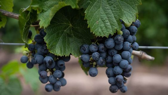 La uva Malbec siempre fue vista como una variedad prestigiosa, pero tuvo que atravesar una caída muy grande en superficie para recuperar el sitio que le estaba reservado, de convertirse en cepa insignia. Foto: Ignacio Blanco / Los Andes