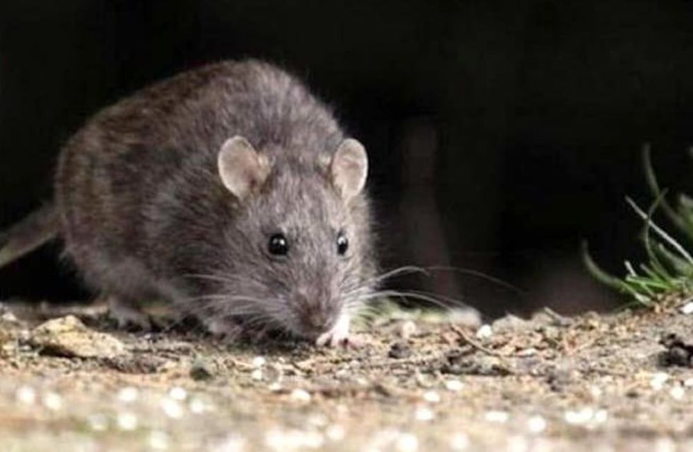Hantavirus: cómo se contagia y cuáles son los síntomas de la enfermedad