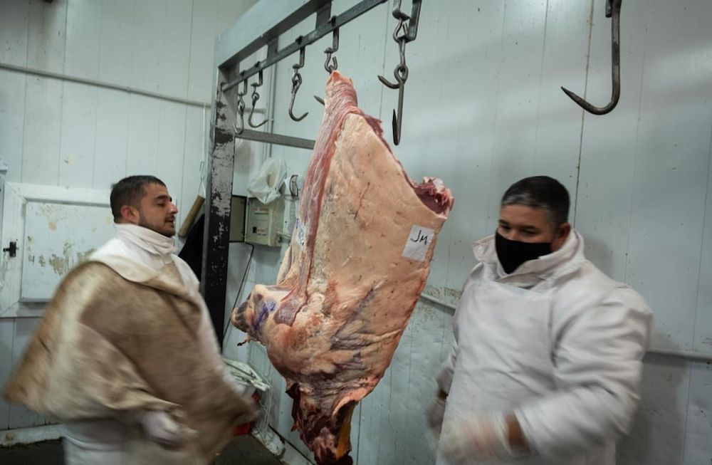 Pablo Arangues y Eduardo Lombardosi preparan una res para despostar en el Frigorífico y Carnicería Micheli. Foto: Ignacio Blanco / Los Andes
