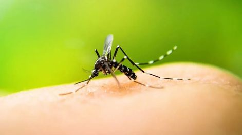 mosquito dengue