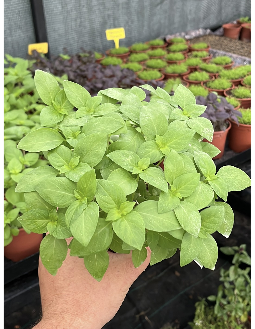 En el jard&iacute;n, la jardiner&iacute;a revela plantas m&aacute;gicas que perfuman y protegen.