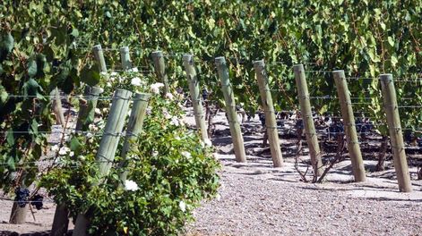 Maldito dólar - Por Guillermo García