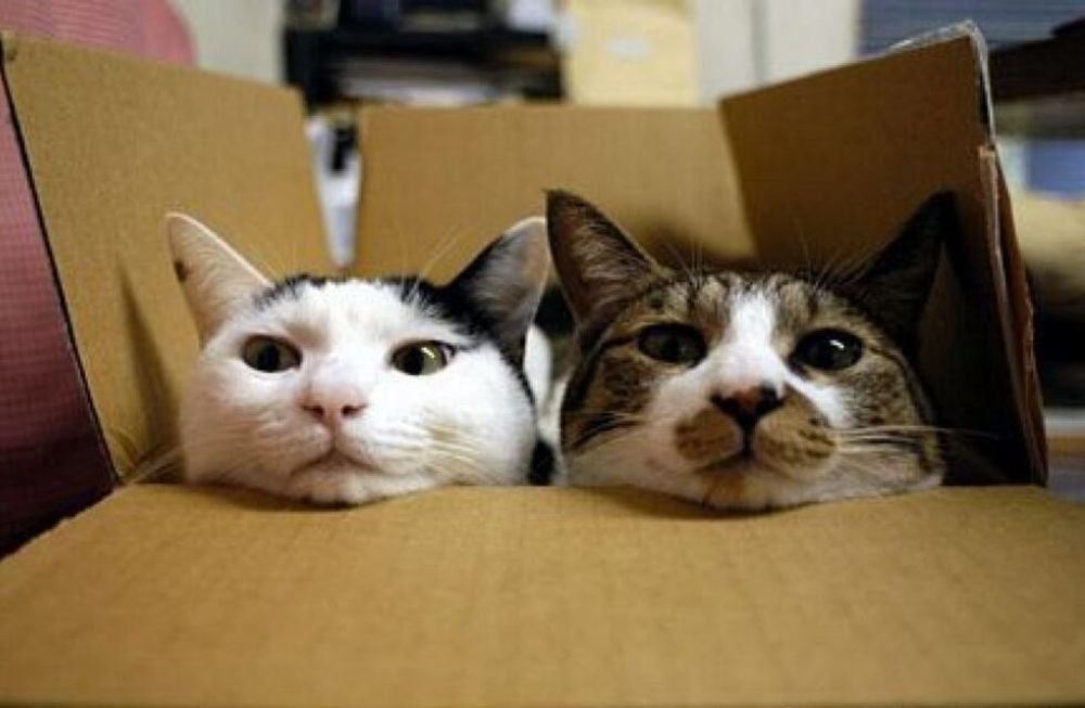 Quien tuvo uno de mascota sabe que son sus juguetes preferidos, ¿pero por qué les gusta tanto? La pregunta tiene una explicación científica que todo dueño debería saber.