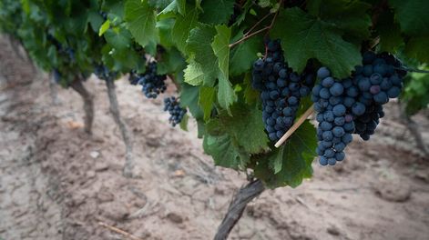 Los Andes | Enólogos de diferentes puntos de la provincia, sostienen que la calidad de esta cosecha es sobresaliente. Una primavera más fría contribuyó al desarrollo de aromas y a los precursores de taninos.  / Foto: Ignacio Blanco / Los Andes