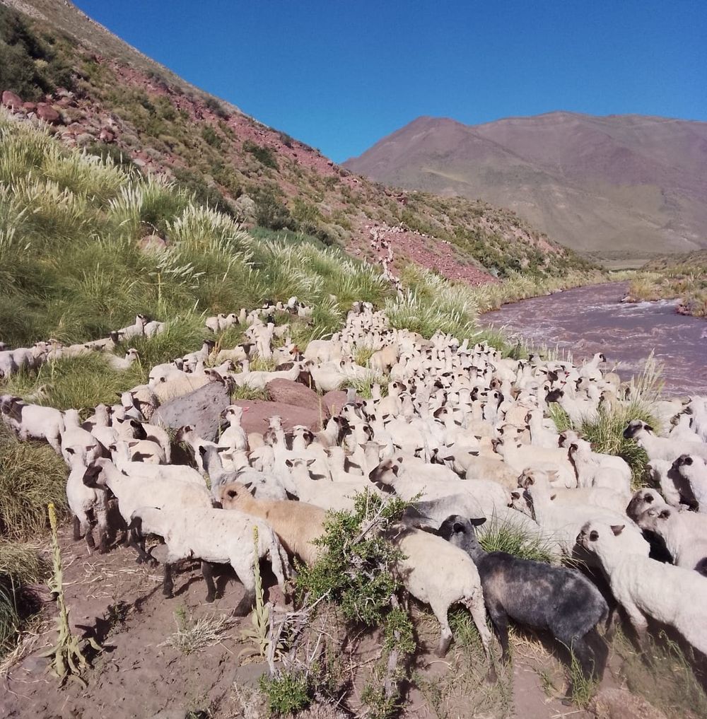 Veranada, la travesía de arrear animales a más de 4.000 msnm para que se alimenten en medio de la cordillera