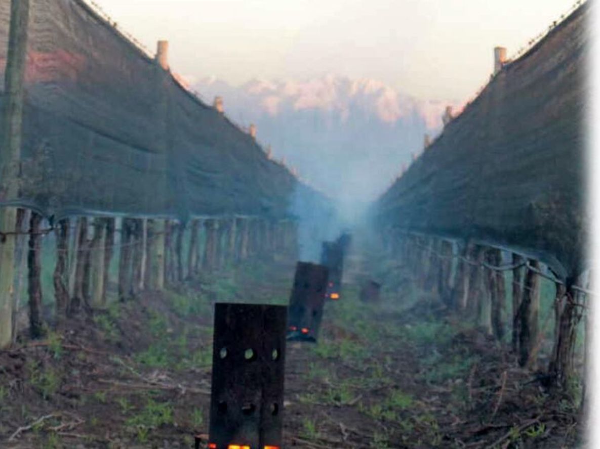La lucha por la supervivencia:  la vid versus la temperatura
