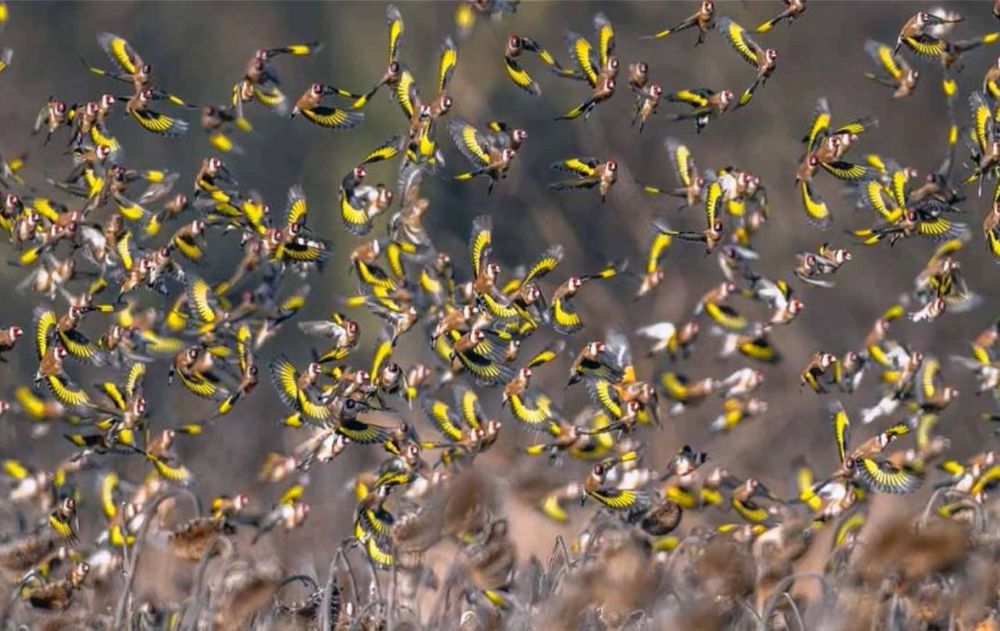 Las semillas son simples de conseguir y las cáscaras deberás guardarlas. Esta combinación es ideal para que el jardín se llene de pájaros.