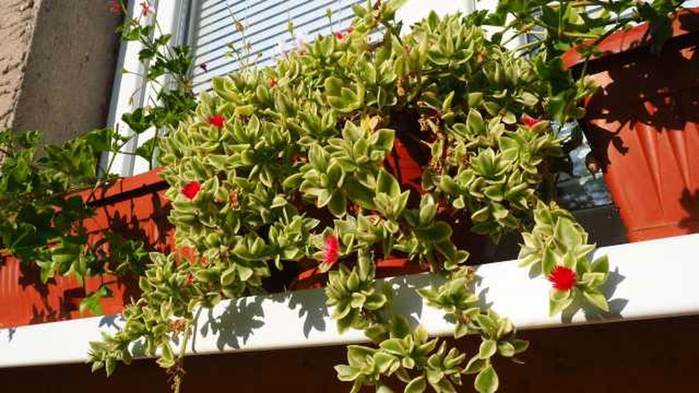 Jard&iacute;n y jardiner&iacute;a suman plantas rastreras resistentes que transforman balcones urbanos apagados.