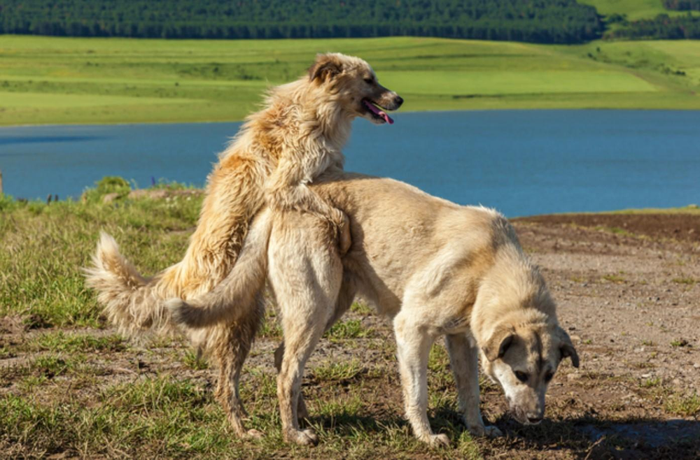 Cuáles son las 3 razas de perros que más intentan montar a otros perros.
