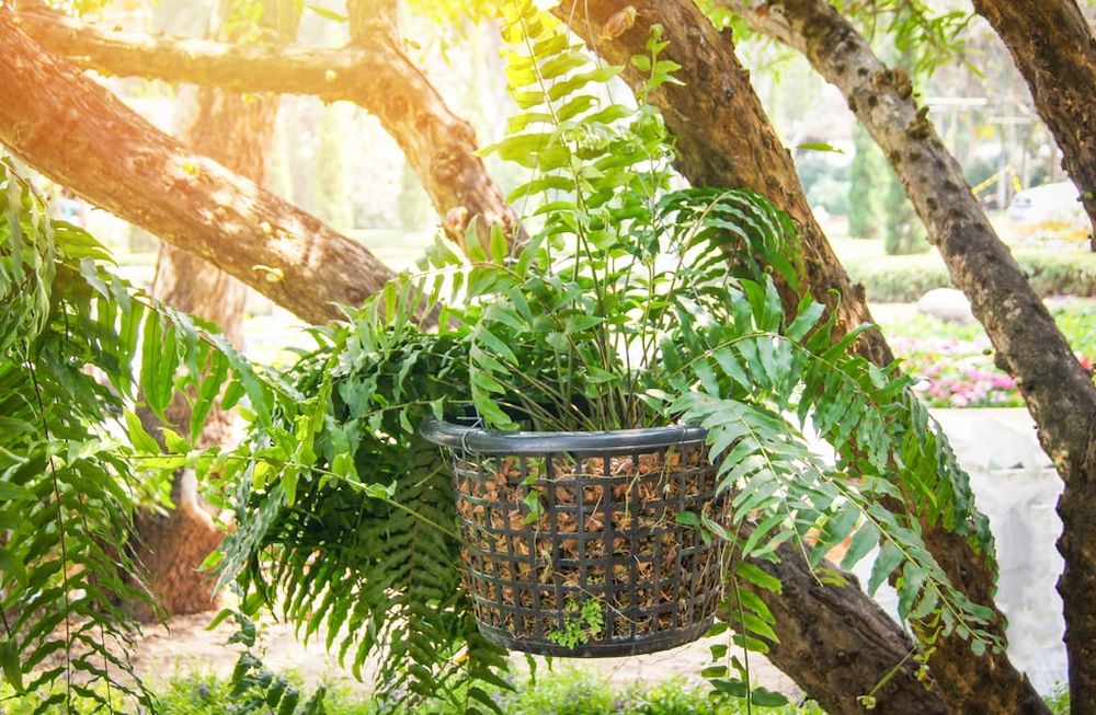 Antes de dividir helechos, asegurate de tener las macetas listas con piedritas o leca al fondo para que el agua drene bien.  También es importante tener a mano una pequeña bolsa de mantillo o tierra de helechos... Nunca uses tierra de jardín, que es demasiado densa.