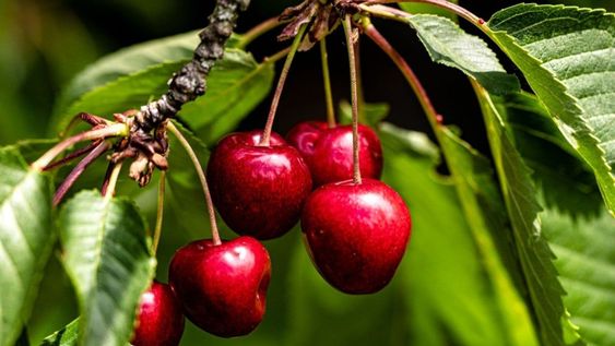 Se destraba el ingreso de plantines de cerezas tempranas y productores podrán acceder a nuevas variedades