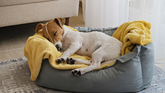 Cuáles son las 3 razas de perros que más sueñan mientras duermen, según la ciencia.