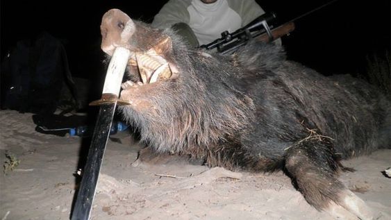 Un cazador mendocino junto a un gran ejemplar de jabalí, una de las especies que más destrozo causa en los cultivos. Está permitida su caza en Mendoza.
