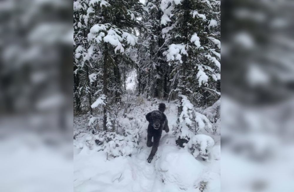 El motivo por el que la instantánea ha despertado curiosidad es que no se sabe si su protagonista es un hombre que camina hacia el bosque o un perro.