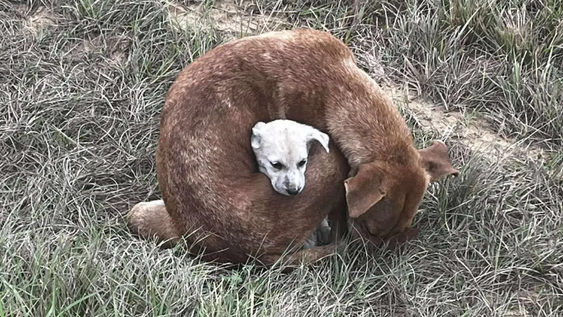 Esta perra pretegió a su cachorrito del frío con el calor de su cuerpo.&nbsp;