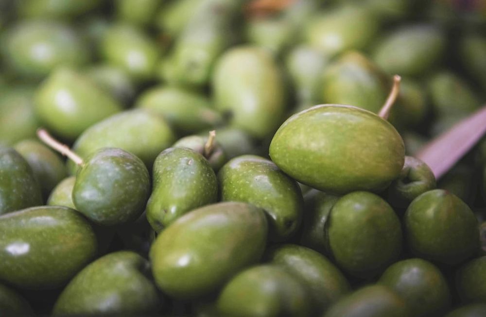 Olivicultura: En Mendoza la denominación en origen le otorgó al producto un valor agregado que se ve reflejado en el mercado interno y también en las exportaciones.