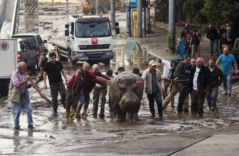 Escapan del zoológico por las inundaciones