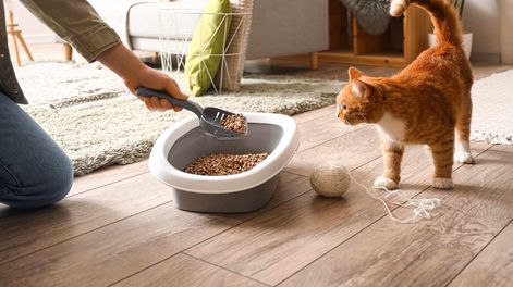 El truco para eliminar la suciedad del gato del piso sin lavandina ni vinagre