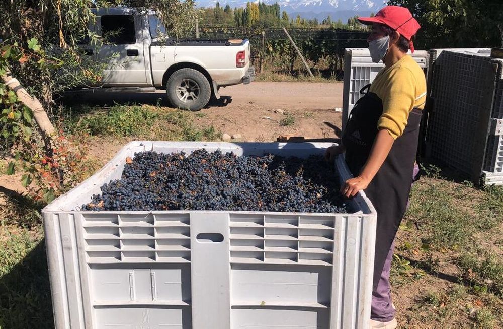 Te presentamos Mayacaba Malbec, de Mi Terruño