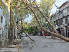 Este domingo se cayó árbol en calle Rioja, casi Garibaldi, de la Ciudad de Mendoza.