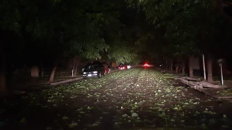Árboles caídos y calles anegadas fue el saldo de la fuerte tormenta de ayer.