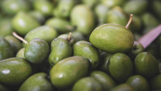 Olivicultura: En Mendoza la denominación en origen le otorgó al producto un valor agregado que se ve reflejado en el mercado interno y también en las exportaciones.