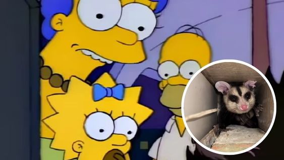 Ingresó una comadreja en su casa, la imagen genero ternura en los usuarios.&nbsp;