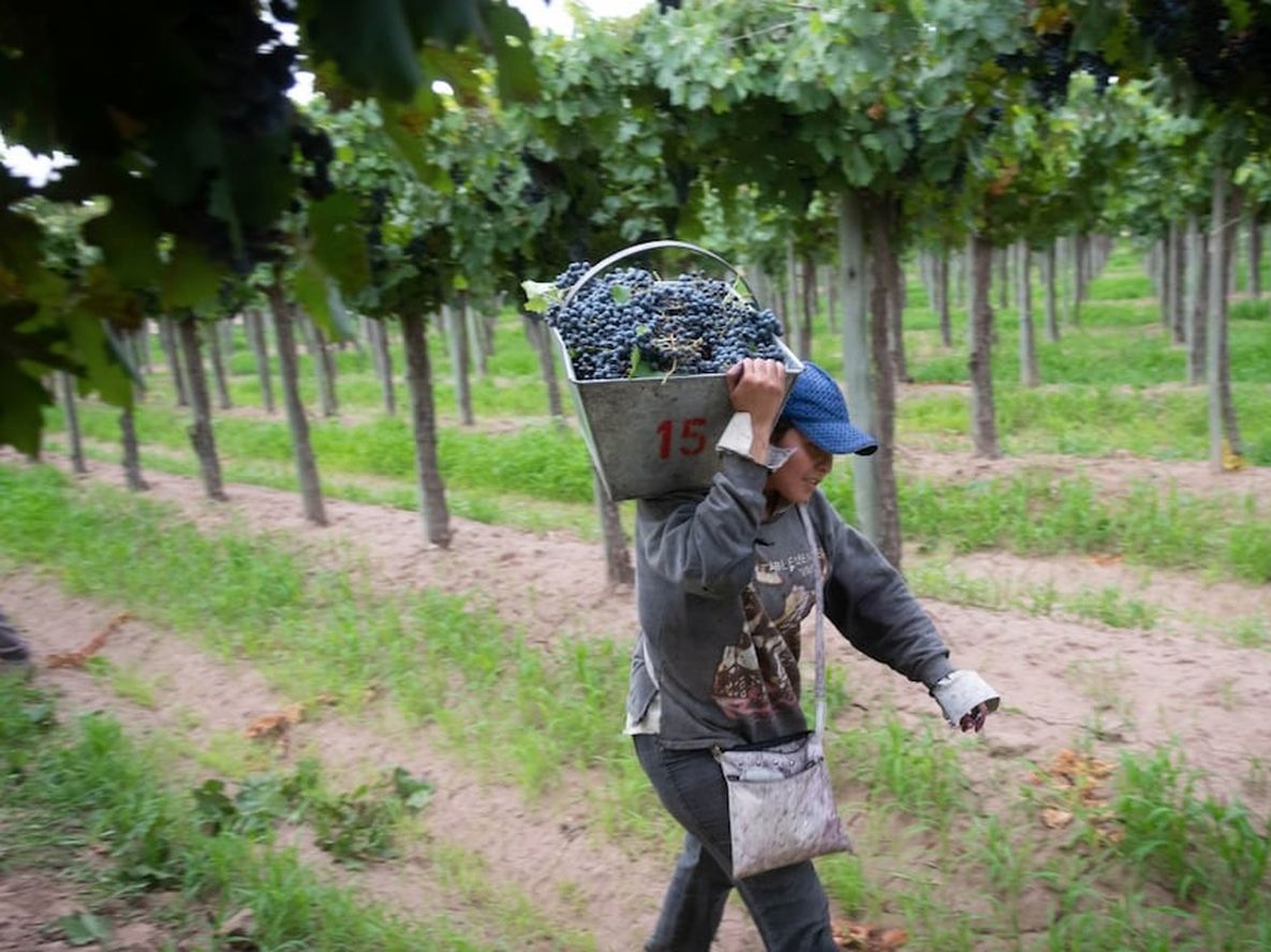 De la pandemia sanitaria a una crisis alimentaria global - Por Alejandro Gennari