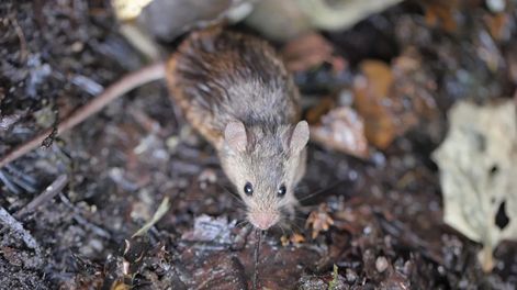 Murió una nena de 10 años por hantavirus en Buenos Aires.