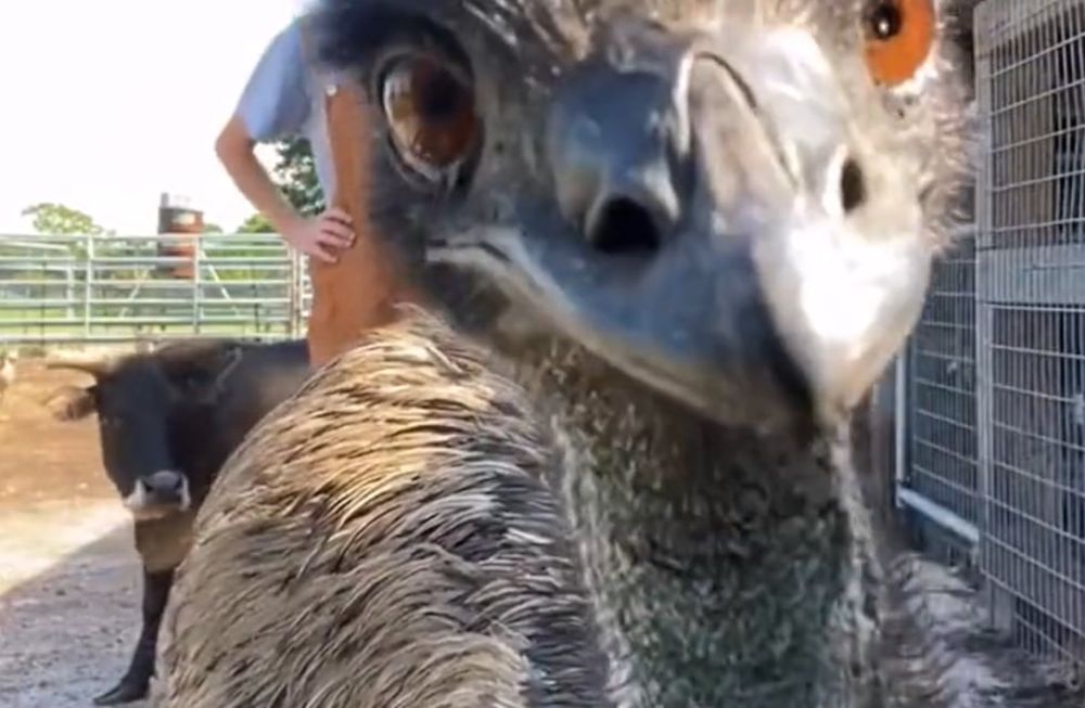 Se viralizó una grabación muy chistosa de una mujer que intentaba hacer un video mostrando la granja donde trabaja, pero el ave no paró de interrumpirla.