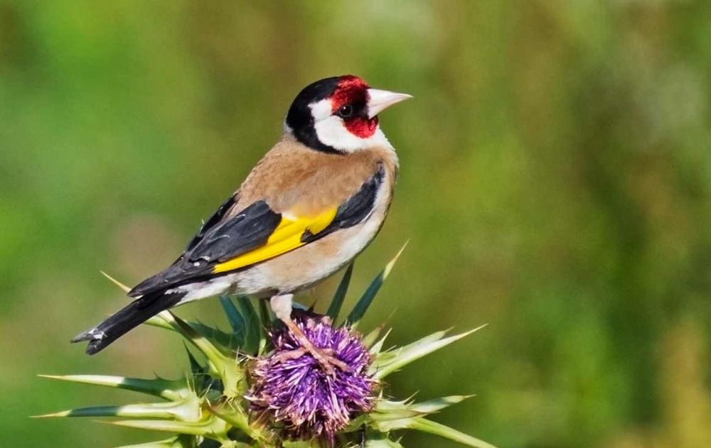 Las semillas son simples de conseguir y las cáscaras deberás guardarlas. Esta combinación es ideal para que el jardín se llene de pájaros.