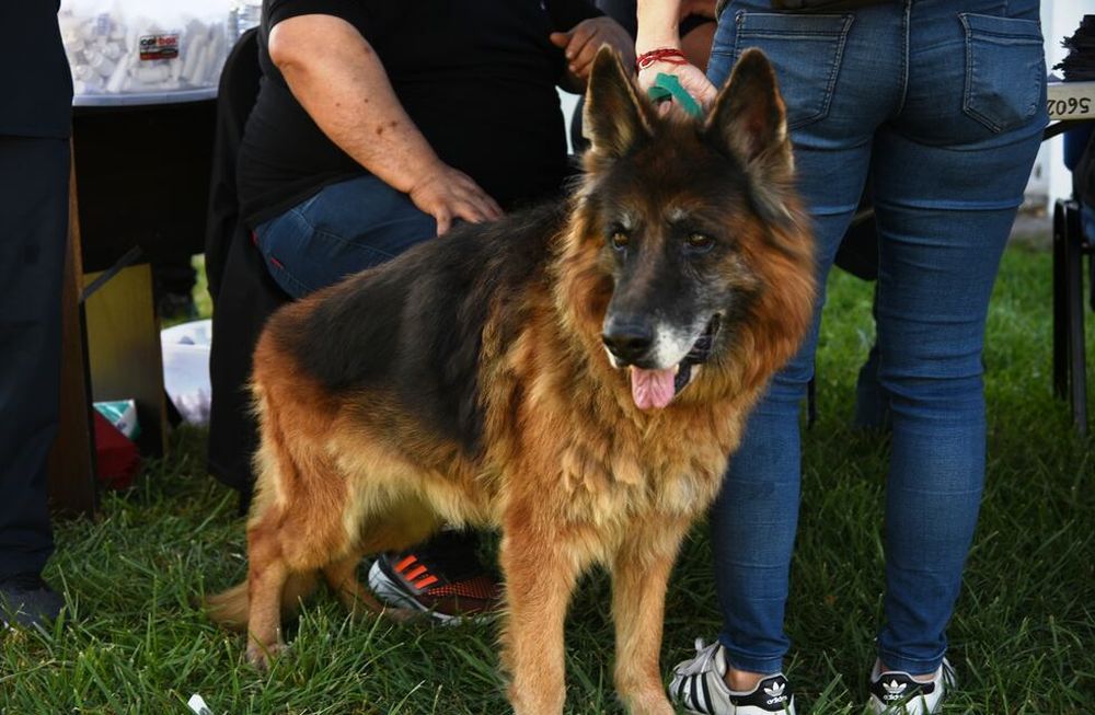 Recomendaciones para cuidar a tu mascota luego de la castración