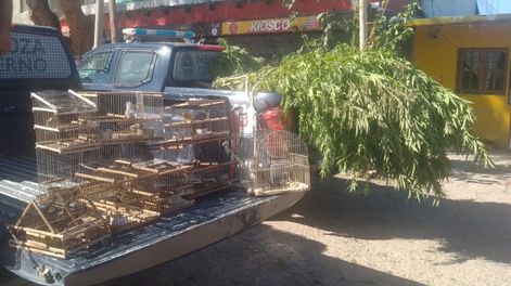 Secuestraron aves en cautiverio y 15 plantas de cannabis en Las Heras.