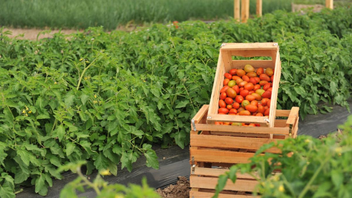 El tomate mendocino en alerta por la importación de pasta y la caída del consumo