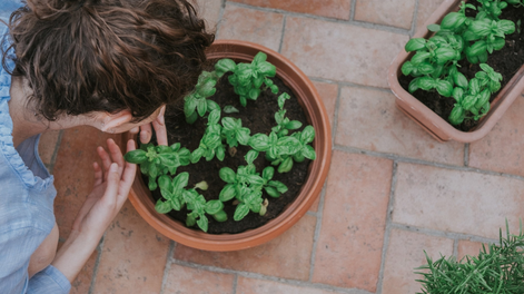 En el jardín, las plantas y la jardinería encuentran su aroma más natural.