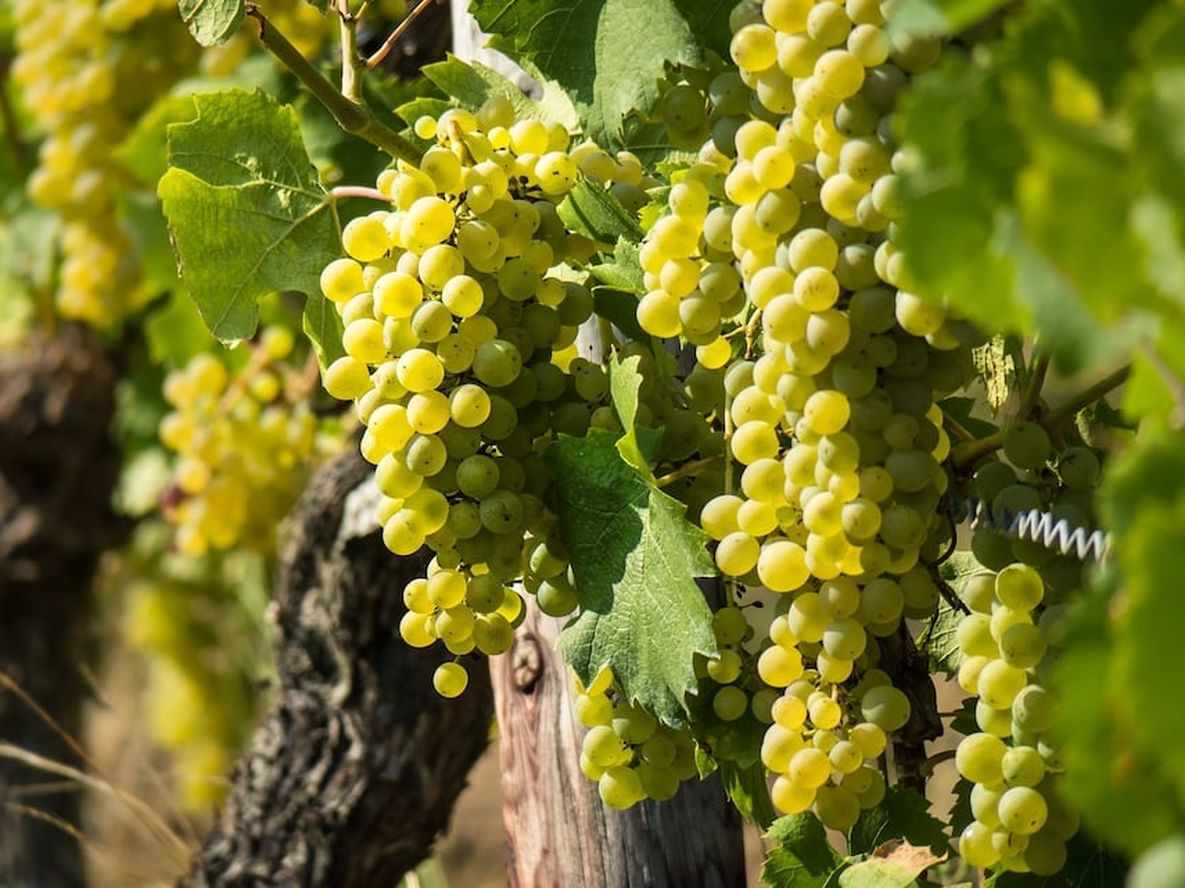 La uva Sauvignon Blanc nació en Francia y es una de las más sembrada en el mundo.