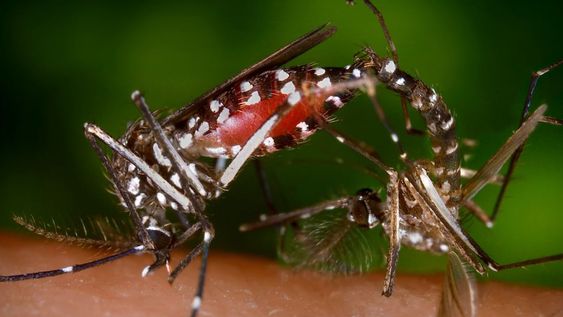 Mendoza entre las provincias con menos notificaciones de dengue pero es la que más tiene en Cuyo. El vector del virus es el mosquito Aedes Aegypti