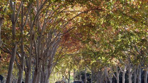 Aconcagua Radio: Eduardo Mezzabotta sobre la declaración de emergencia por el arbolado público en Maipú