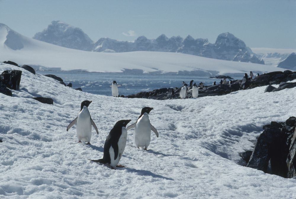 Secretos de los pingüinos: misterios, interrogantes y curiosidades de la especie que conquistó el Hemisferio Sur. Foto: Gentileza National Geographic
