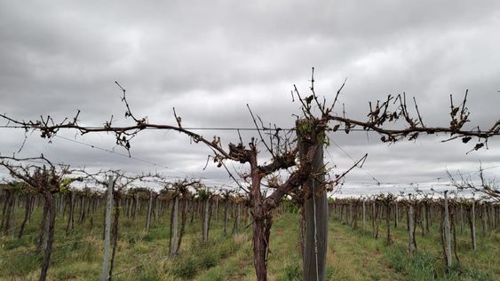 Tras la heladas, el granizo también impacto en los cultivos. Aún resta la carga de datos por parte de unos 1.900 productores que hayan denunciado daños en sus cultivos.