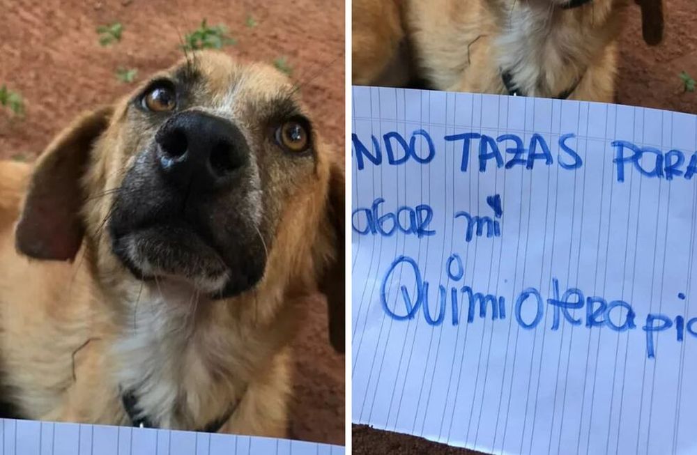 Buscan juntar fondos para pagar el tratamiento por leucemia para una perrita. Facebook.