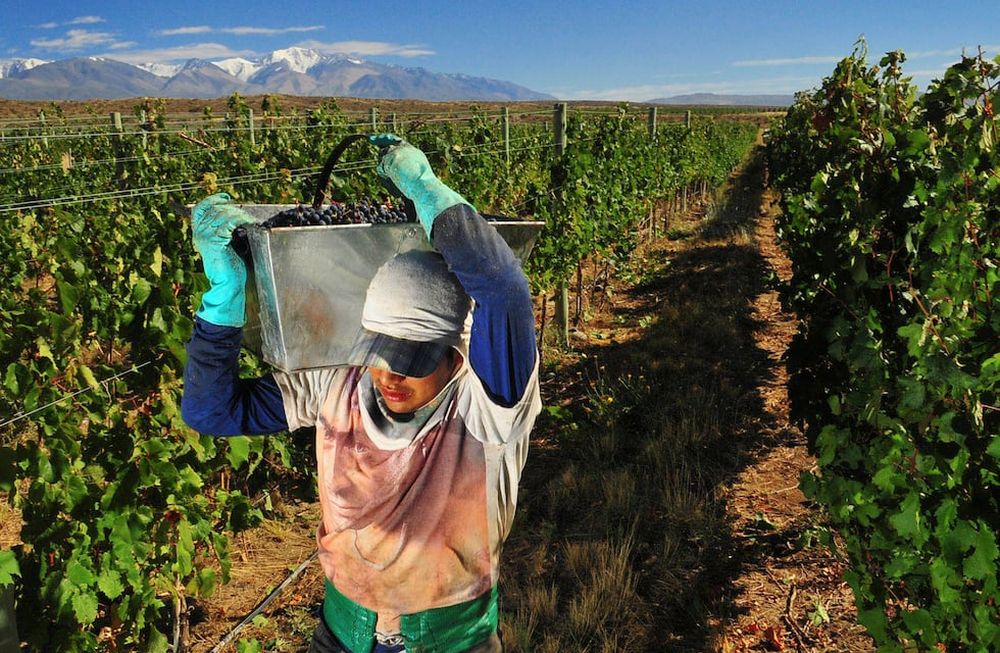 En la zona de Gualtallary, Tupungato, las viñas se encuentran a 1400 m sobre el nivel del mar. Esta es una de las zonas vitivinícolas de mayor altura. Foto: Claudio Gutierrez / Los Andes