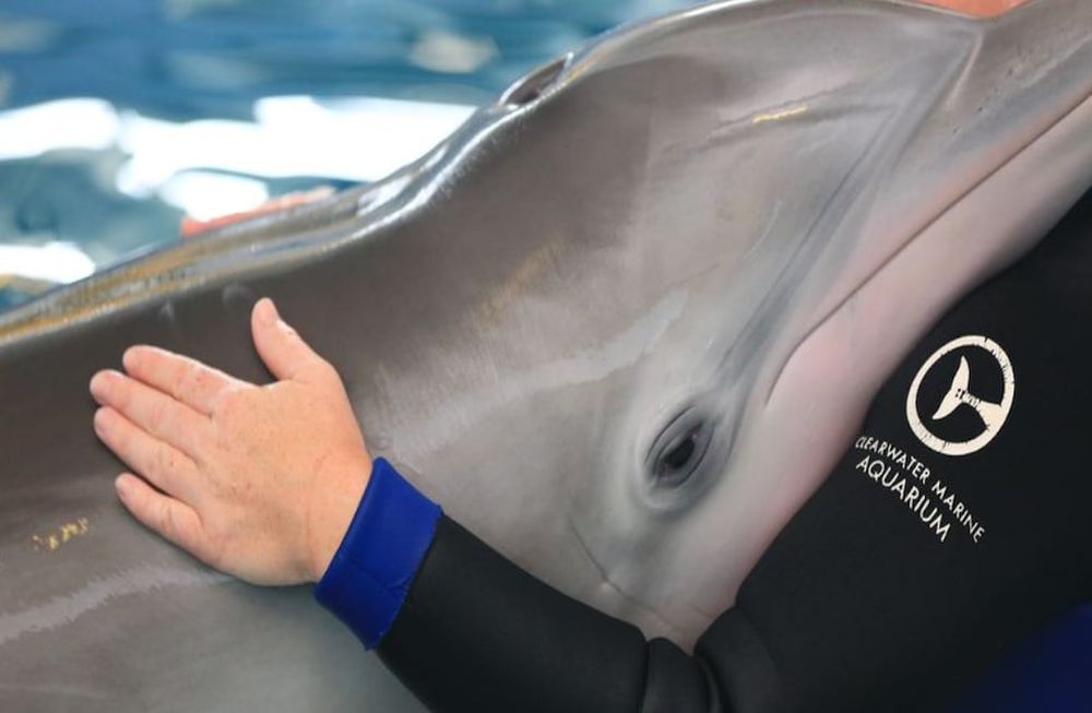 Este cetáceo sufría una enfermedad gastrointestinal que le detectaron recientemente, en el momento de su fallecimiento, el animal estaba por ser intervenido quirúrgicamente.