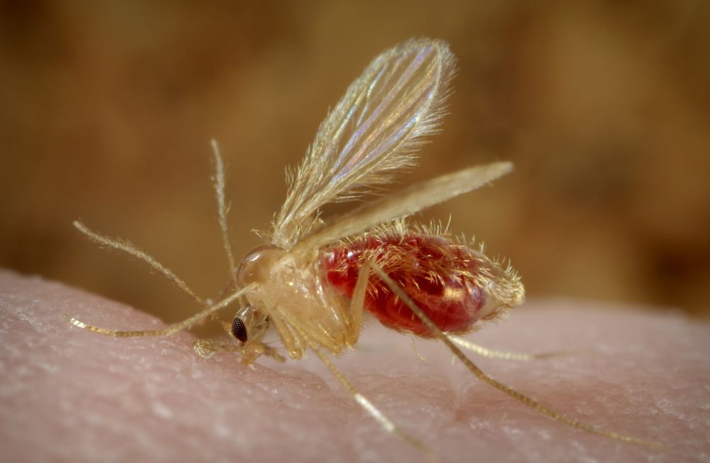 Caso mortal del virus Shamonda en Francia: la transmisi&oacute;n estar&iacute;a vinculada con la picadura de un jej&eacute;n del g&eacute;nero Culicoides