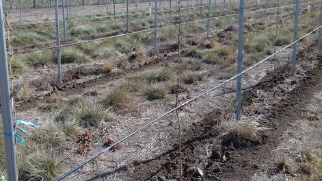 Modernización en estructuras de viñedos para pequeños productores
