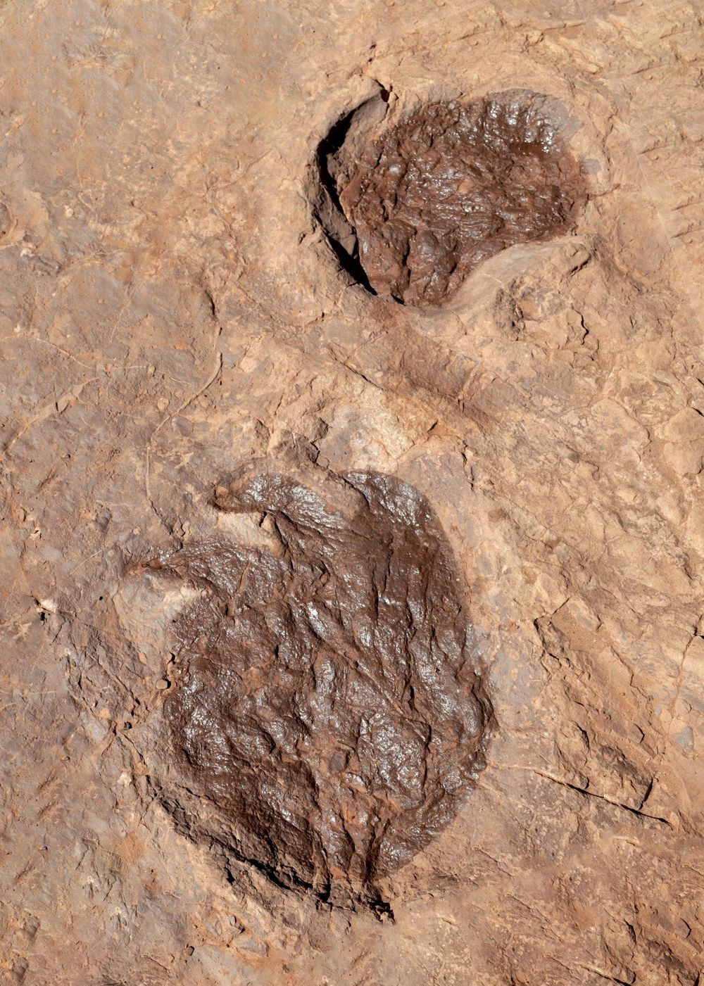 Una ventana increíble al pasado: la huella de la mano y el pie de Teratopodus malarguensis, uno de los tipos de huellas (icnotaxones) que se exhiben en el Parque Huellas de Dinosaurios de Malargüe. La excepcional preservación de esta huella de pie permite apreciar ¡hasta las marcas de sus garras!