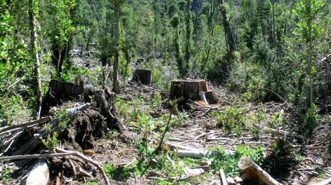 Esta crisis epocal de matriz socio ecológica nos convoca a reconciliarnos con la naturaleza y a respetar las formas de vida y la cultura de los pueblos.