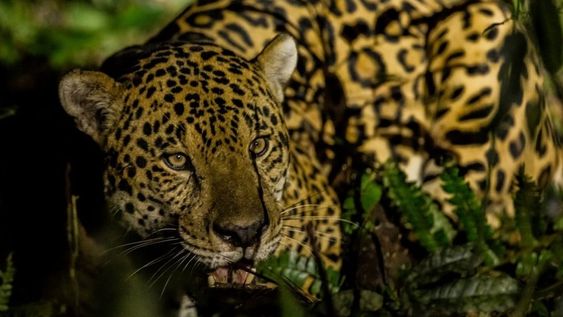 Para el 90% de las personas que viven en Argentina el felino se encuentra en peligro de extinción, y el 97% considera que su pérdida sería muy grave.